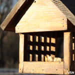 Чим взимку наповнити годівнички для птахів на вулицях Луцька?