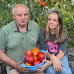 З кожного пеньочка – по відру врожаю: як лучанин отримує величезний врожай помідорів на невеликій ділянці