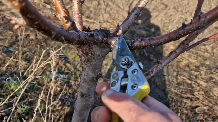 обрізка черешні