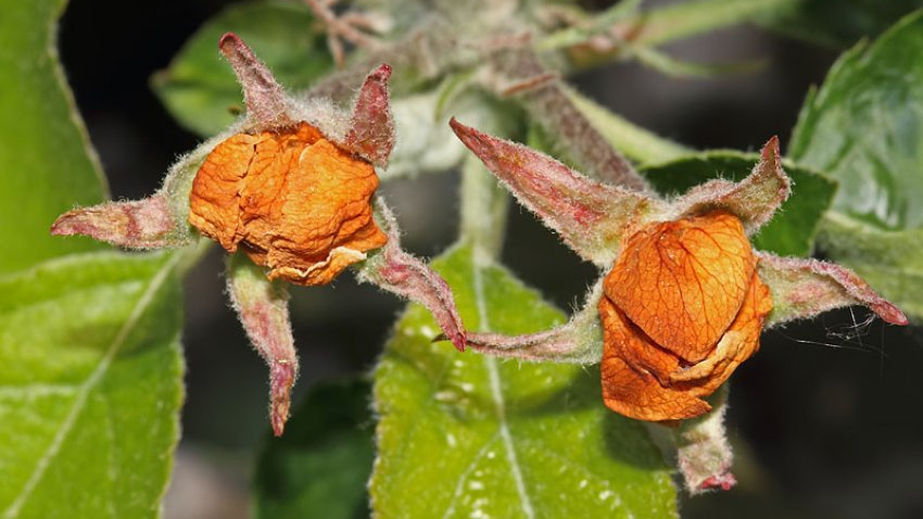 Невидимий шкідник, що «краде» врожай: як яблуневий квіткоїд нищить сади ще до цвітіння