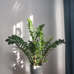 Не росте заміокулькас? Як підживити «доларове дерево»