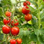 Коли сіяти помідори на розсаду: найкращі дні у лютому і березні 2026 року