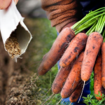 Коли і як сіяти моркву під зиму у листопаді 2025 року, щоб потім не проривати і які сорти обрати