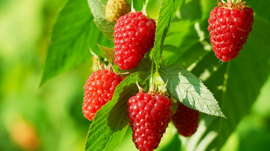 Найефективніша підживка для малини навесні: врожайність збільшиться вдвічі