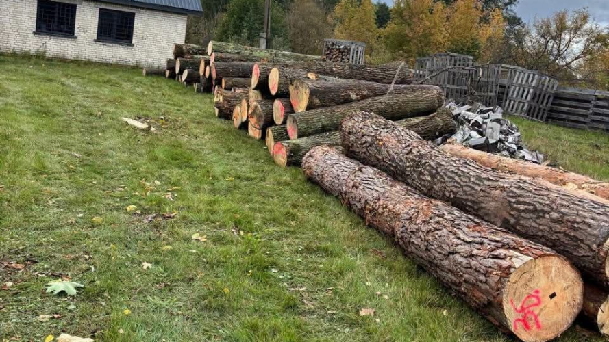 Замість хворих дерев різали здорові: на Волині лісничого підозрюють у незаконних порубках на 6,5 млн грн