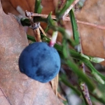 Природна аномалія: на Волині восени зацвіла чорниця