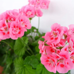 Як врятувати калачики: додайте 0,5 мл цього засобу у воду – і пишні шапки виростуть, як на дріжджах