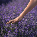 Посів лаванди на сніг: як зима допомагає насінню гарно прорости