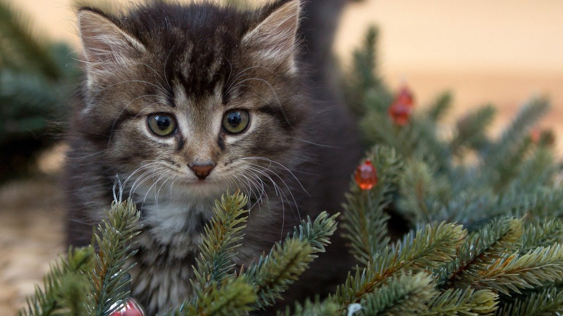 Кіт нищить новорічну ялинку? Простий трюк, який відверне його увагу