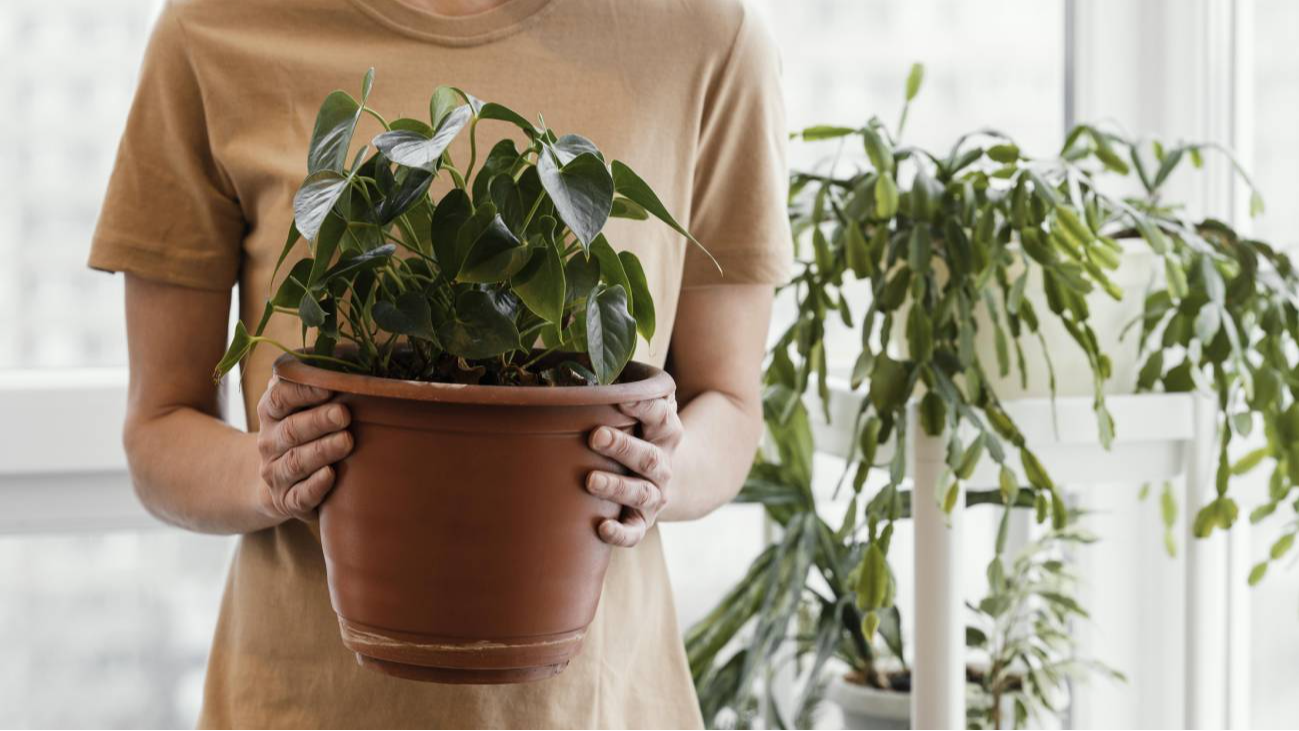 Як не помилитися з поливом вазонів узимку: 4 дієві способи