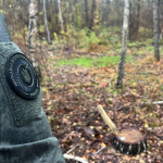 На Волині на території заказника незаконно вирубали дерева на 385 тисяч гривень