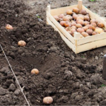 посадка картоплі