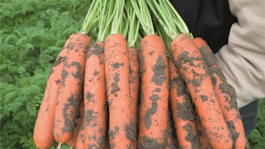 Сорт моркви, який перевершить всі ваші очікування: отримаєте щедрий і солодкий врожай
