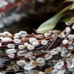 Що казати на Вербну неділю: слова, які приносять здоров’я і достаток