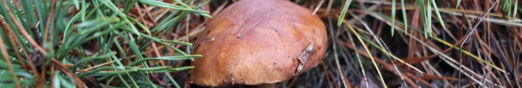 Від зелениць до польських: у грудні в лісах на Волині ростуть їстивні гриби