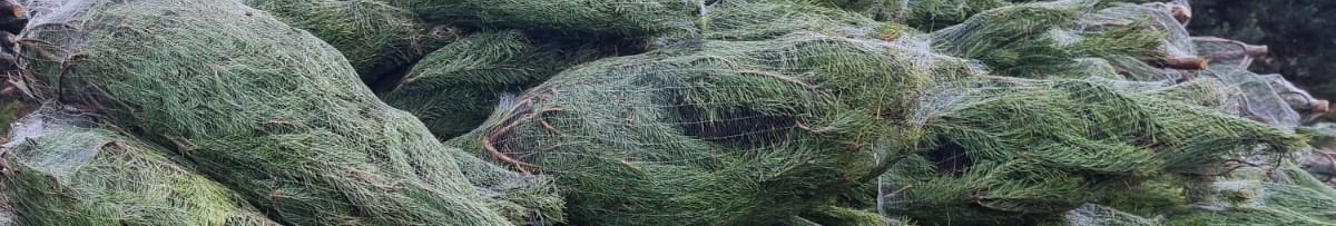 На Волині впіймали на гарячому порушника, який незаконно зрізав сосни для продажу