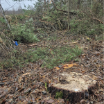 На Волині зафіксували масштабну незаконну порубку лісу