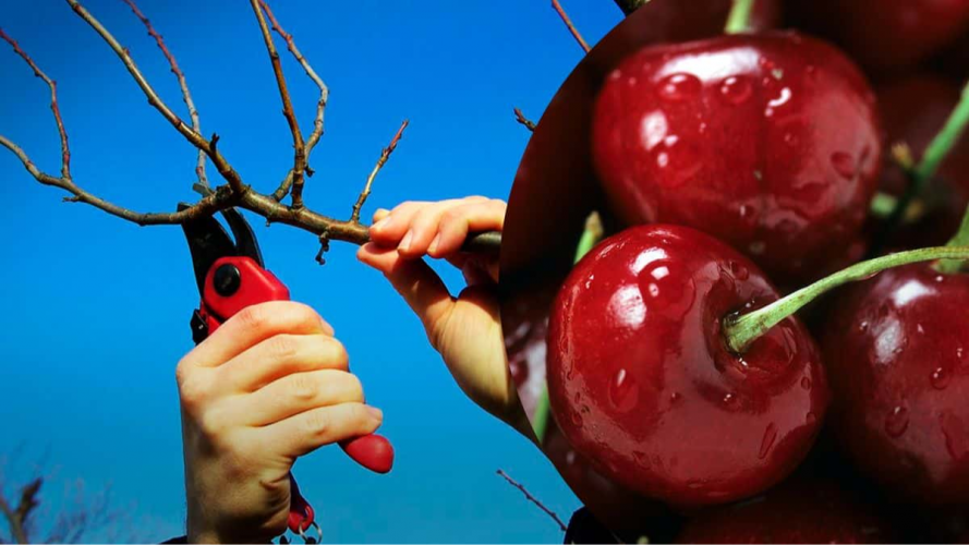 Осіння обрізка вишні: коли варто, а коли небезпечно для дерева