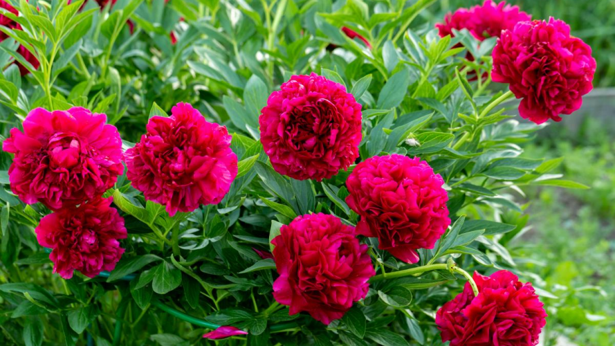 Цвістимуть весь сезон: чим підживити півонії у квітні для пишного цвітіння