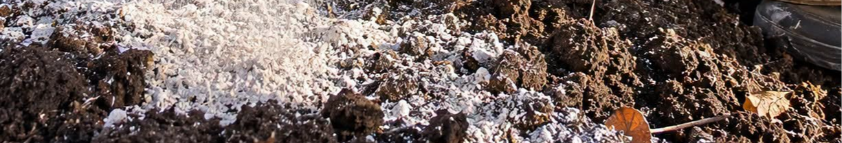 Замість машини гною? Яке «борошно» сиплять на город восени та чому воно таке важливе для ґрунту