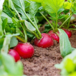 Посадіть цей сорт — і редис вродить за 3 тижні