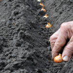 У які дні листопада 2025 не можна садити озиму цибулю: втратите врожай