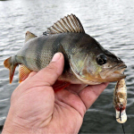 Яку рибу ловити у листопаді 2025 та які дні подарують шалений улов