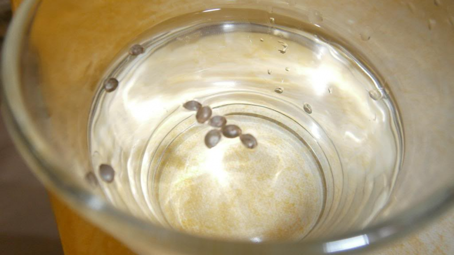 перевірка насіння на якість