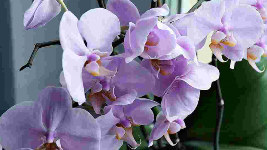 Рецепт домашнього добрива для орхідей