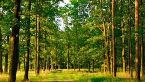 На Волині сільська рада привласнила 3 гектари землі лісового фонду