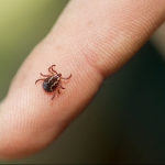 сезон кліщів, укус кліща, хвороба Лайма