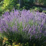 Яке добриво з кухні стимулюватиме лаванду квітнути довго та пишно