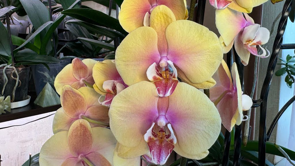 Орхідея взимку скидає бутони: як врятувати рослину