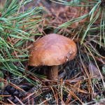 Від зелениць до польських: у грудні в лісах на Волині ростуть їстивні гриби