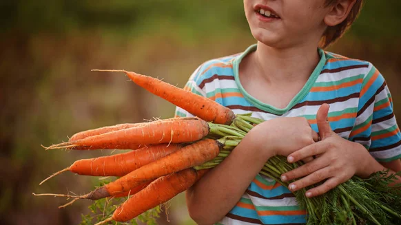 Яким добривом підживити моркву?