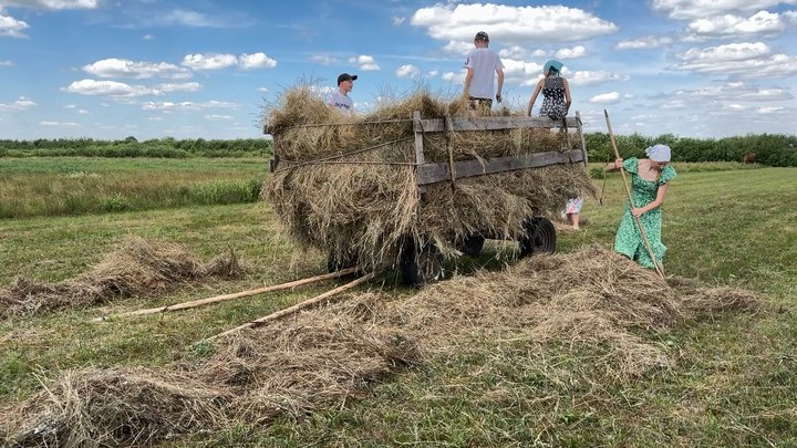 Сінокос по-волинськи: з дідівською косою, обідом у затінку та спогадами про поліські болота