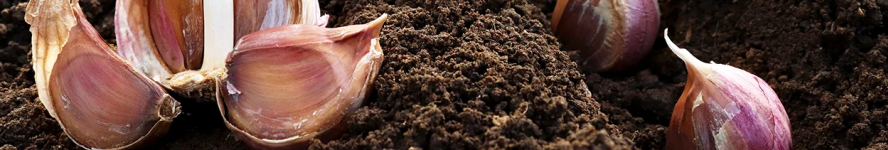 Коли садити часник у листопаді 2025 року: є лише декілька найкращих днів для найкращого врожаю