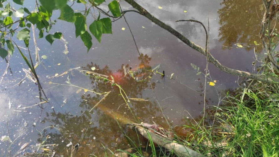 Впала з велосипеда у воду: на Рівненщині втопилася 5-річна дівчинка