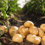 Садіть картоплю саме у ці дні, щоб не залишитися без врожаю: точні дати на квітень і травень 2026