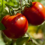 Підживлення помідорів без помилок: що важливо не пропустити