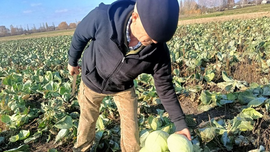 «Син купив розсаду — а ми продовжили його справу»: історія родини з Волині, яка вирощує капусту