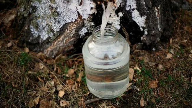 На Волині стартував сезон замовлень на березовий сік: скільки коштує напій?