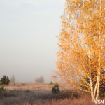 Якою буде погода на Волині та у Луцьку на вихідні 8 та 9 листопада