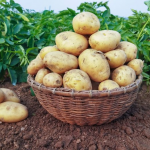 Ніколи не садіть це після картоплі: секрет правильної сівозміни