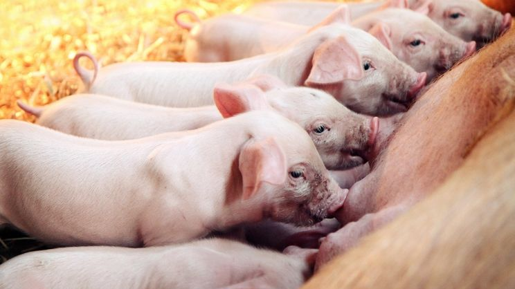 Як виростити здорову свиню: поради господині з Волині