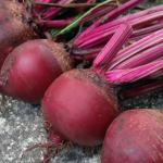 Ці сорти буряка - найсолодші і дуже врожайні: назви найкращих коренеплодів