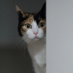 Чи потрібно закривати за собою двері: чому кішка ходить за вами в туалет