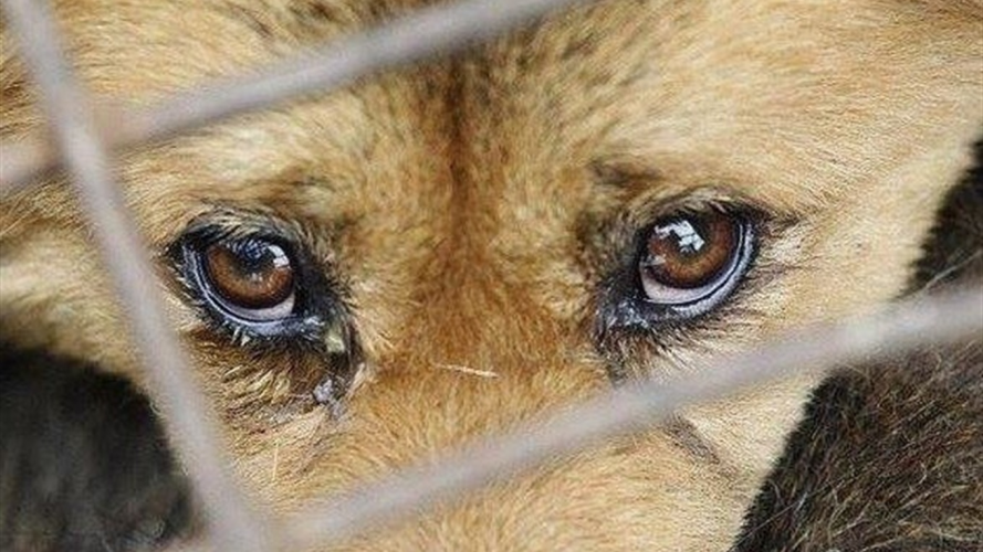 Волинянина судитимуть за жорстоке вбивство собаки