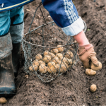 Які сорти картоплі садити до Великодня, а які після: про це знають не всі городники