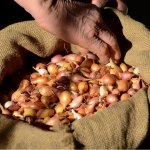 Отримаєте гарний врожай і не буде стрілок: у чому замочити озиму цибулю перед посадкою